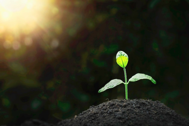 Plantengroei op de bodem