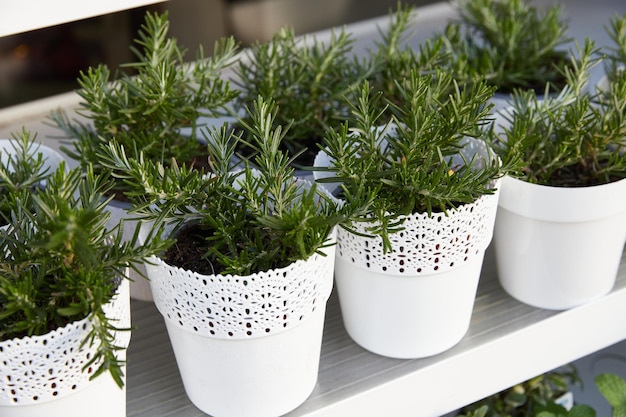 Plantenopslag een grote set kleine kamerplanten voor binnenshuis in potten