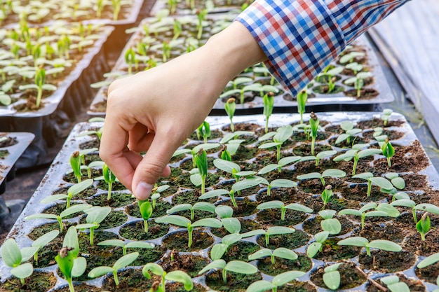 Plantenpropagatie met zaden in de kas. landbouw en voedselproductie concept.