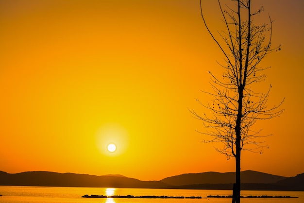 Plantensilhouet aan zee bij zonsondergang