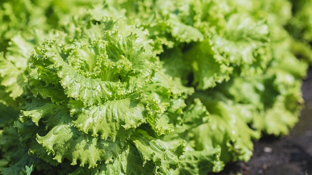 Plantensla groeit in een moestuin in een dorp in de zon