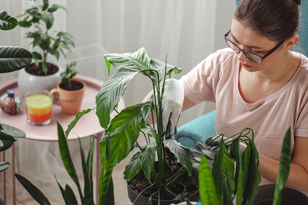 Plantentransplantatie, kamerplant voor vrouwenverzorging en verplantingsplant