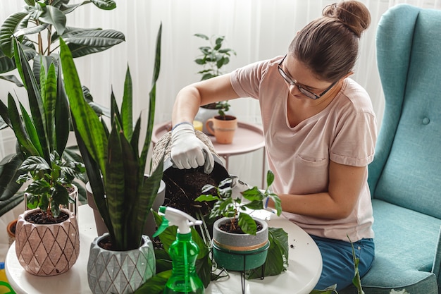 Foto plantentransplantatie, kamerplant voor vrouwenverzorging en verplantingsplant