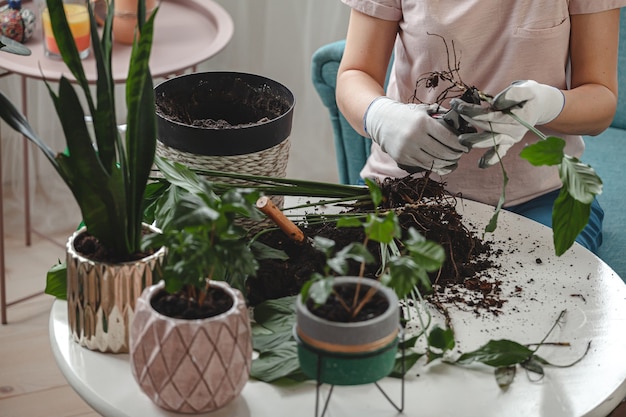 Plantentransplantatie, kamerplant voor vrouwenverzorging en verplantingsplant