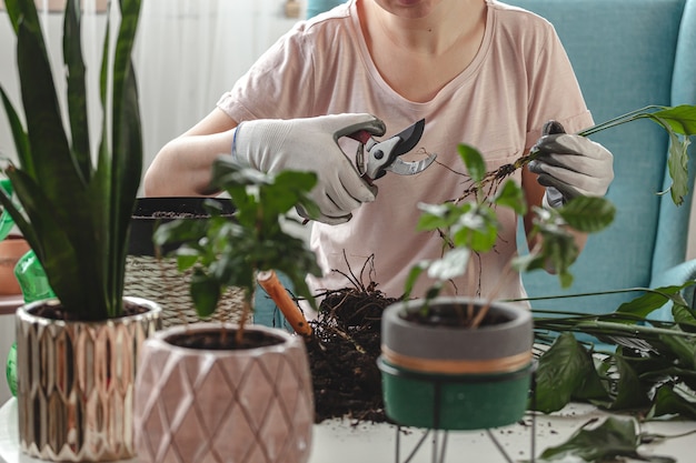 Foto plantentransplantatie, kamerplant voor vrouwenverzorging en verplantingsplant