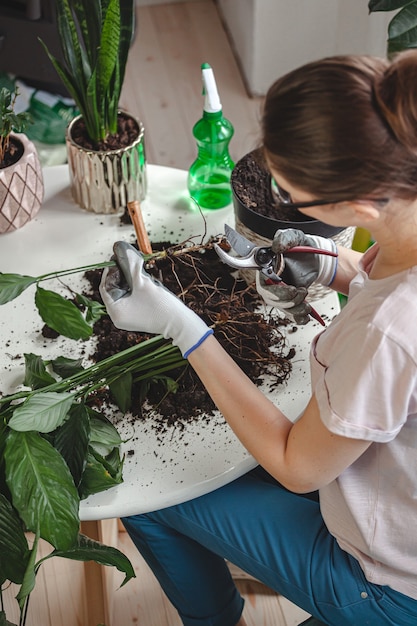 Plantentransplantatie, kamerplant voor vrouwenverzorging en verplantingsplant