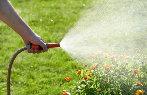 Plantenverzorging thuis tuinieren water geven aan marigoldbloemen met een slang in de achtertuin in de zomer