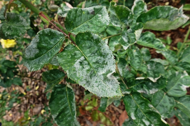 Foto plantenziekte op bladeren roospoedermeelduw ziekte