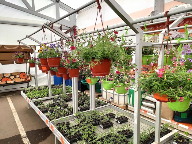 Planter pots with different flowers hanging