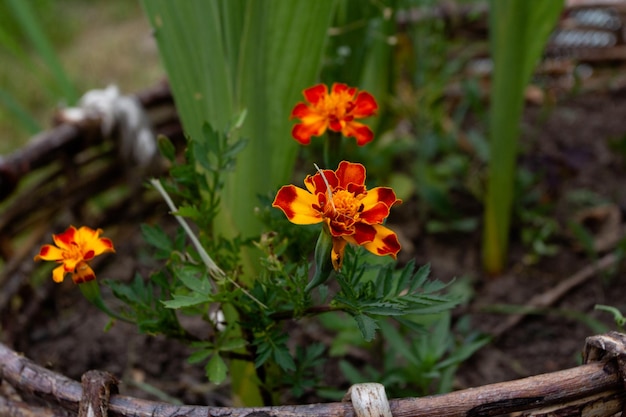 A planter with a red and yellow flower on it