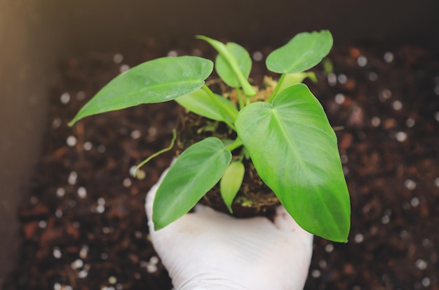 Planterhand met philodendron minarum voor verandering naar grotere pot op boerderij