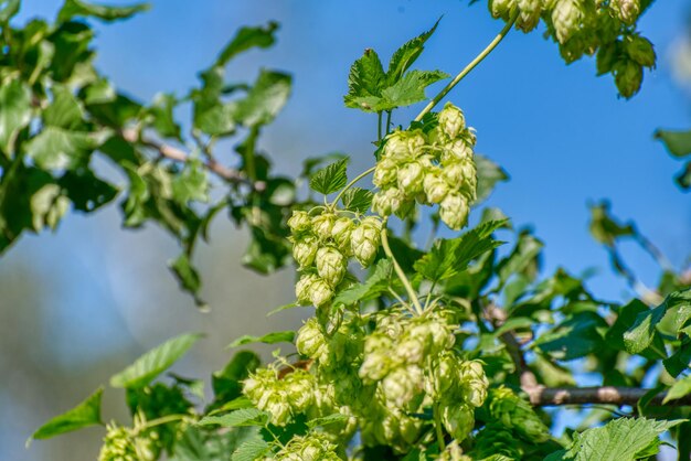 Planthopen Landbouwplant hoofdbestanddeel bij de productie van bier