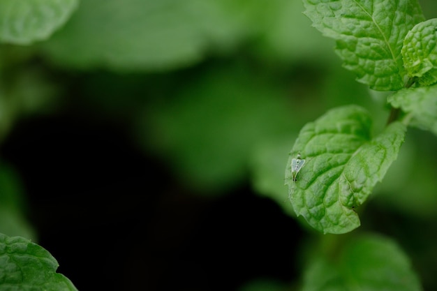 Photo planthopper on a papermint leaf