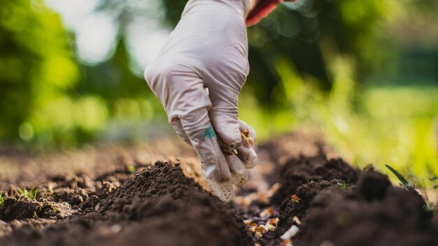 Planting agricultural seeds on a bed in the garden Cultivated land close up Gardening concept Agriculture plants growing in bed row