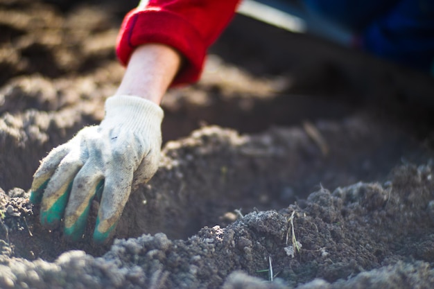 Planting agricultural seeds of garlic on a bed in the garden Cultivated land close up Gardening concept Agriculture plants growing in bed row