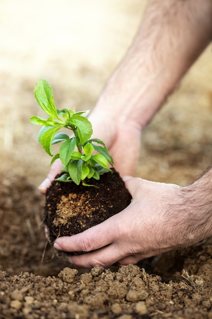 Photo planting baby plant