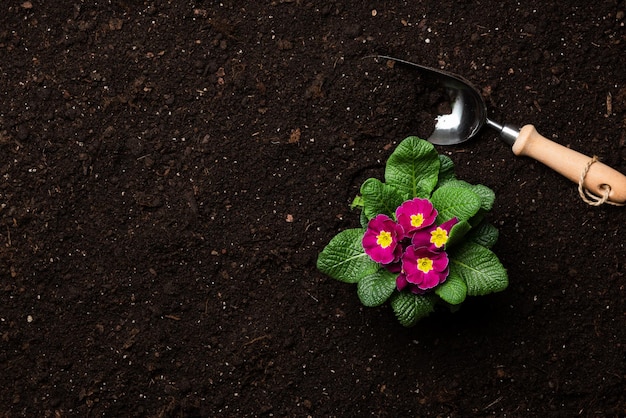 Planting blooming primrose or primula flower in garden soil