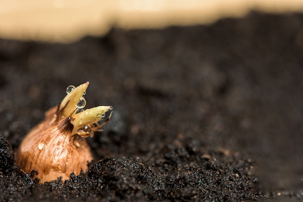 Planting bulbs in the ground in a bowl at home.