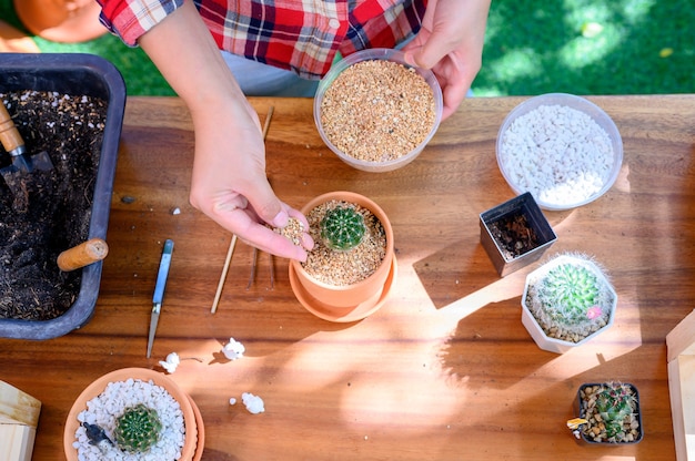 Planting cactus and growing tree. Home gardening and recreation activity at botanic garden.