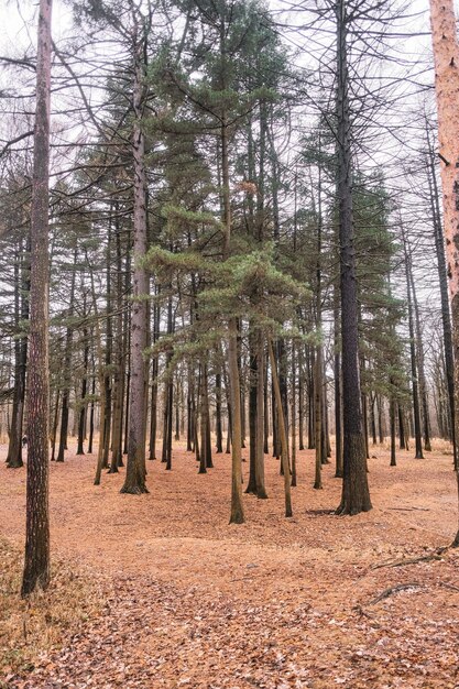 Photo planting coniferous trees among fallen yellow pine needles