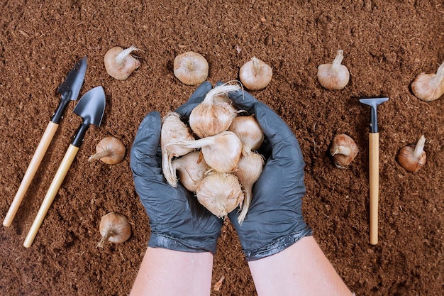 Planting crocus bulbs in the ground. A farmer holds a handful of saffron bulbs. Garden tools.