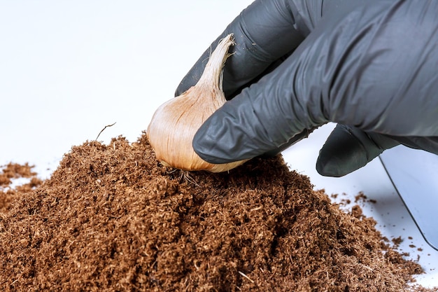 Piantare bulbi di croco nel terreno. mucchio di terreno fertile, attrezzi da giardino e bulbi di zafferano su sfondo bianco.