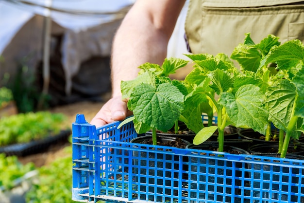 温室にきゅうりを植える。農夫は若い健康な酸洗い植物が入った箱を持っています。