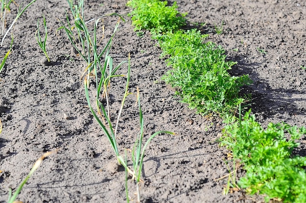 Planting edible plants backyard garden growing parsley and garlic