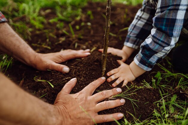 Planting a family tree Hands of grandfather and little boy planting young tree in the garden