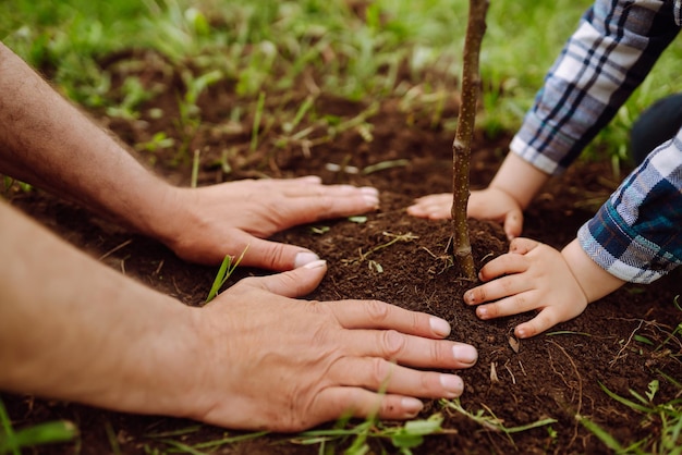 Planting a family tree Hands of grandfather and little boy planting young tree in the garden