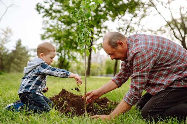 家系図を植える 祖父が一緒に働きながら木を植えるのを手伝う小さな男の子