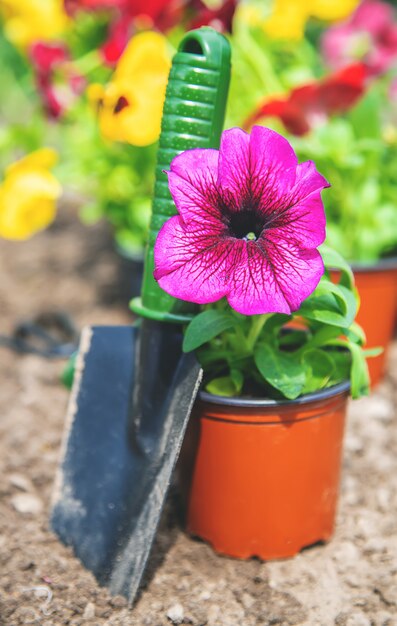 Planting a flower garden, spring summer. Selective focus.
