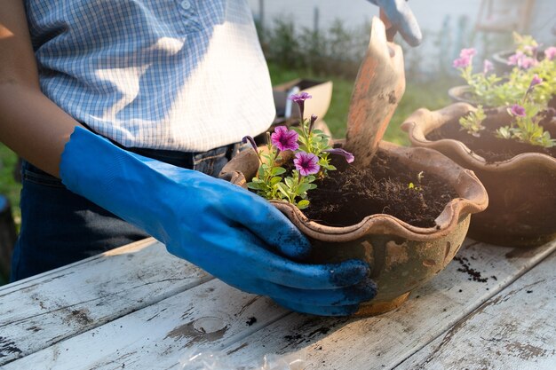 Planting a flower. Two hand plant flower.