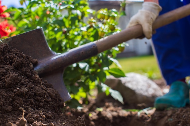 Planting flowers by a farmer in the garden bed of a country\
house garden seasonal work concept hands close up