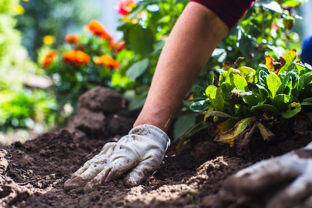 Planting flowers by a farmer in the garden bed of a country house Garden seasonal work concept Hands close up