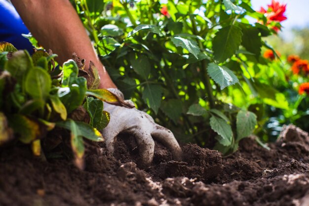 Planting flowers by a farmer in the garden bed of a country\
house garden seasonal work concept hands close up