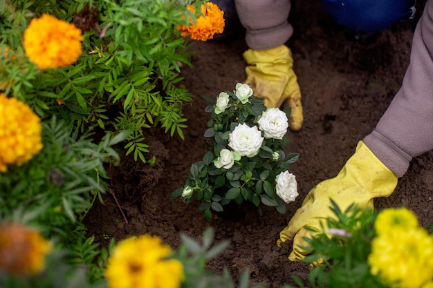 Planting flowers by farmer in garden bed of country house Garden seasonal work concept