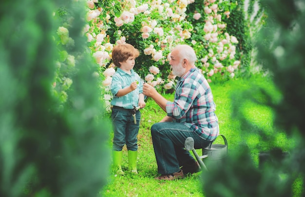Посадка цветов дедушке и внуку в красивом саду хобби и досуг маленького помощника в д...
