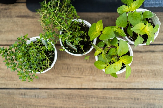 Planting flowers into small planting pots in late Spring.