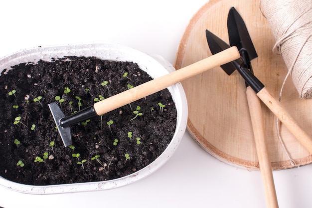 Planting flowers in spring and gardening tools Spring concept