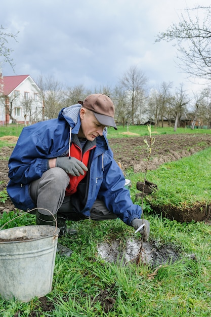 Planting fruit trees.