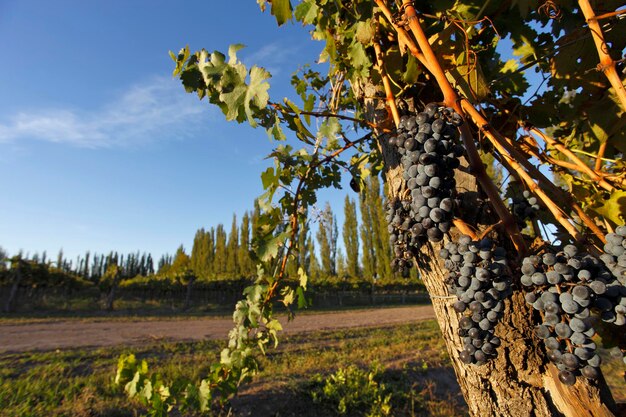 planting grapes for wine production