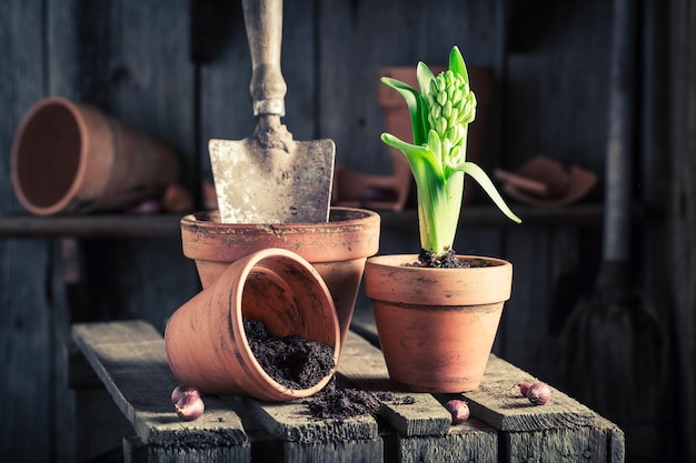 Planting a green crocus in an old wooden shed