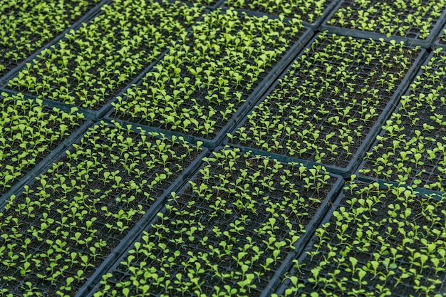 Planting green lettuce seedling in black plastic tray in plant nurseries