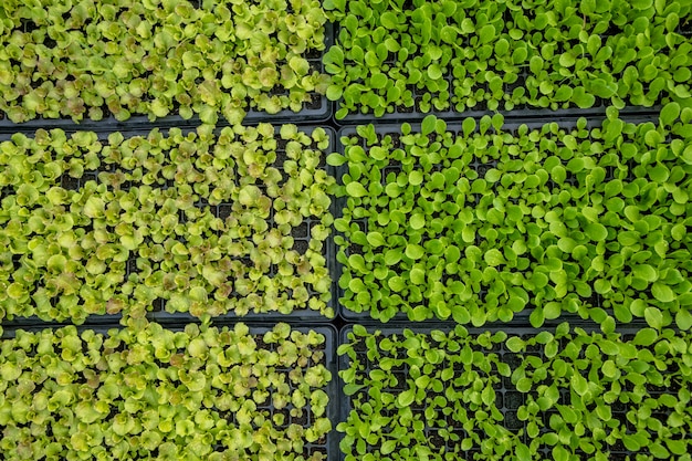 植物園の黒いプラスチック製のトレイに緑のレタス苗を植える