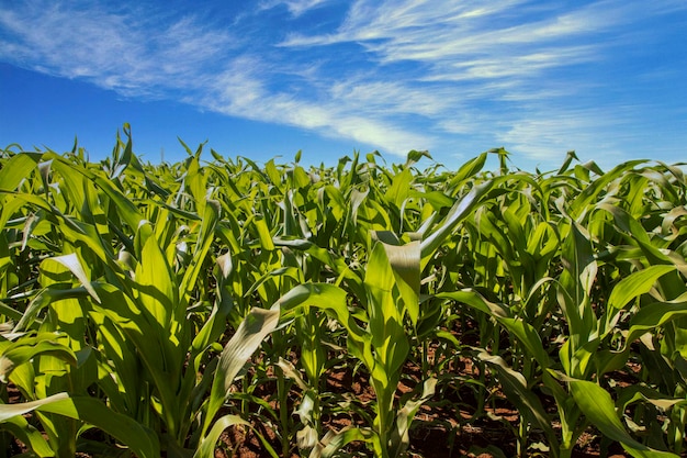 Planting of growing corn, new shoots.