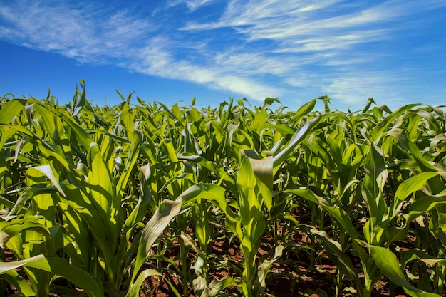 Planting of growing corn new shoots