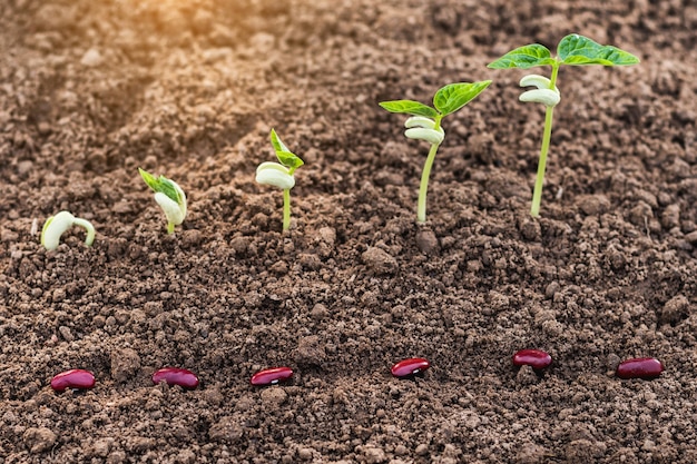 Photo planting growing step of red bean with sunrise in garden