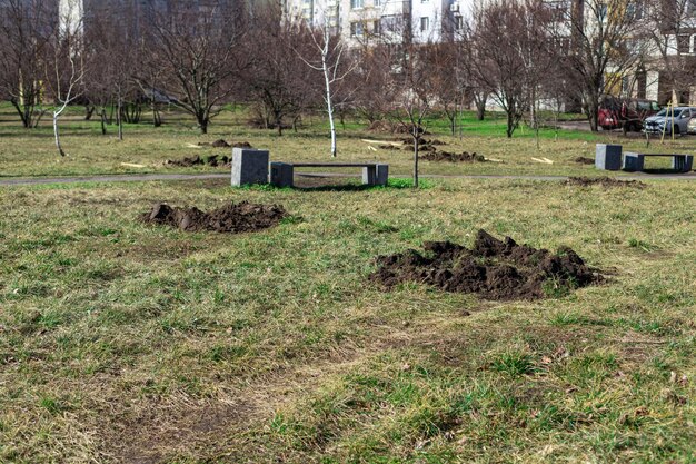 Фото Посадочные ямы и кучи почвы на газоне, подготовленном для посадки деревьев