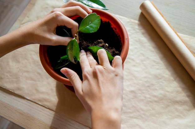 planting a houseplant in a flower pot